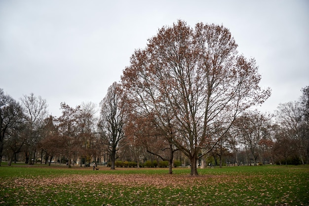 Vista panoramica di un parco con alberi spogli visto durante l'inverno