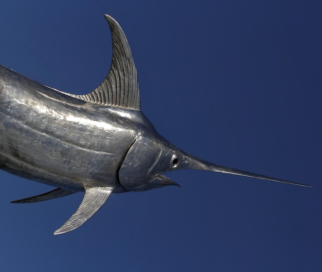 Vista panoramica di un pesce spada su sfondo blu