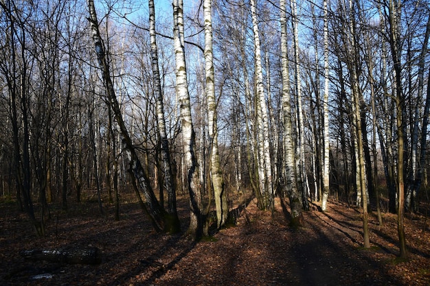 Vista panoramica di una radura della foresta in una soleggiata giornata autunnale. Foglie di betulla secca a terra.