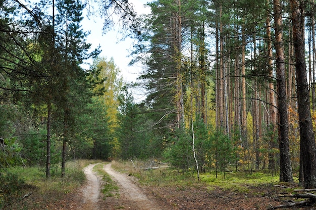 Vista panoramica di una strada sterrata forestale Grandi alberi a lato della strada