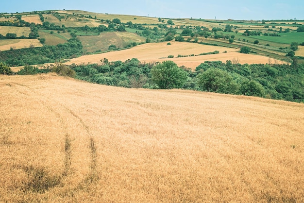 Vista panoramica di uno sconfinato campo di grano dorato pronto per la mietitura