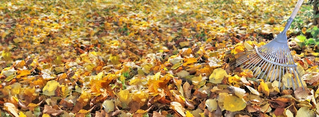 Vista panoramica su foglia d'oro a terra in un giardino e rastrello a destra