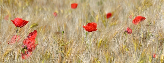 Vista panoramica sul bellissimo papavero rosso in fiore in un campo di cereali