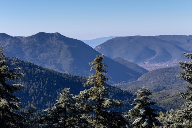 Vista panoramica sulle montagne in lontananza e abete ghiacciato