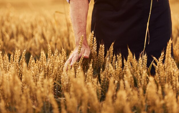 Vista particellare dell'uomo anziano che sul campo agricolo di giorno tocca il raccolto