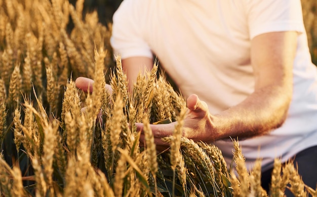 Vista particellare dell'uomo anziano che sul campo agricolo di giorno tocca il raccolto