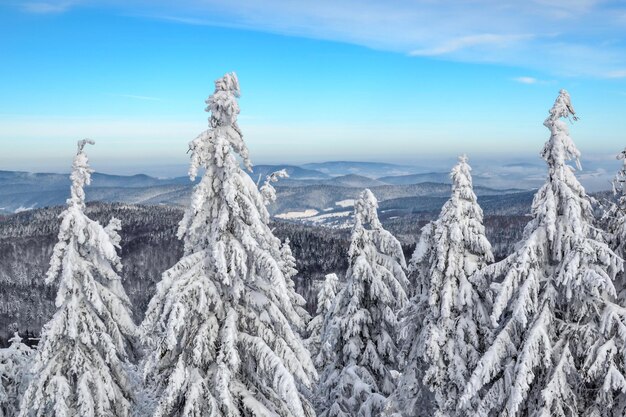 Vista pittoresca dalla cima di una montagna su una foresta innevata e sulle cime delle montagne