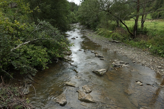 Vista pittoresca del fiume circondato da piante verdi nella foresta