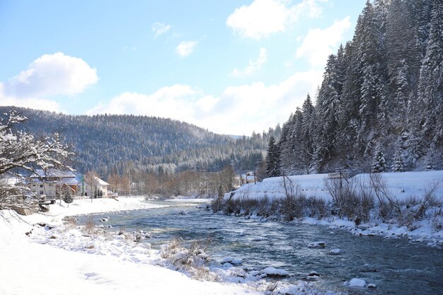 Vista pittoresca della bellissima foresta ricoperta di neve in inverno