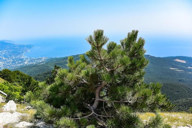 Vista pittoresca della città di Yalta e del Mar Nero dalla montagna di Ai Petri in Crimea Russia