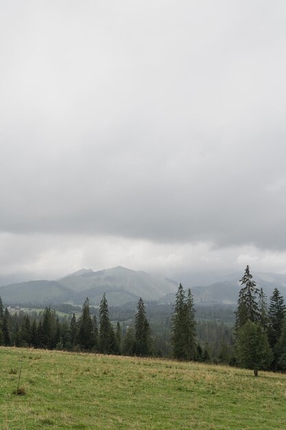 Vista pittoresca della montagna, della collina, della foresta, del cielo e delle nuvole, del paesaggio naturale panoramico, delle vacanze estive