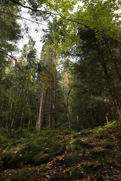 Vista pittoresca di molti alberi e muschio a terra nella bellissima foresta