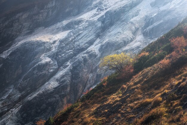 Vista pittoresca sul bellissimo albero solo sul fianco della collina