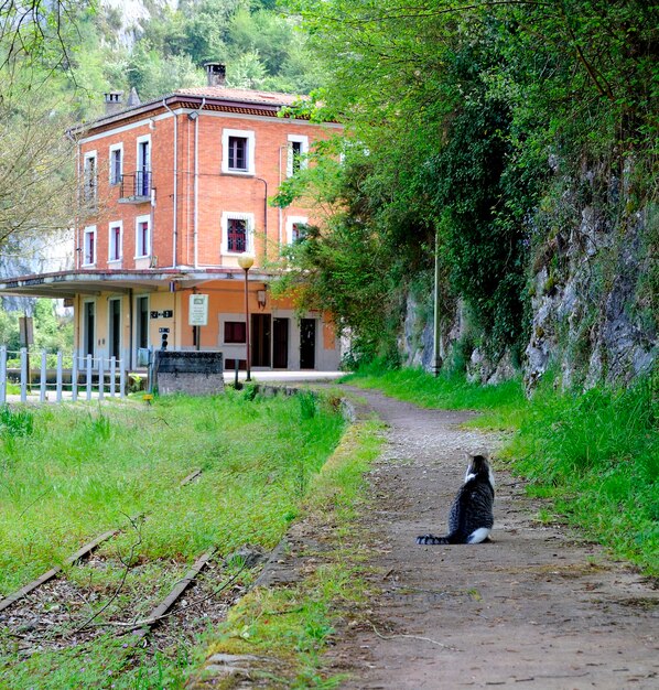 Vista posteriore del gatto seduto sulla vecchia stazione ferroviaria