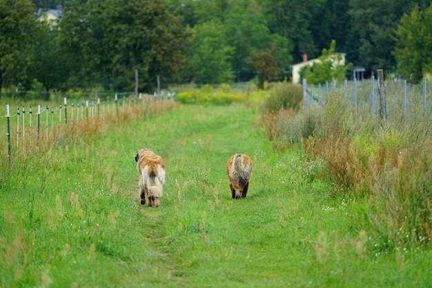 Vista posteriore di cani che camminano su un campo erboso