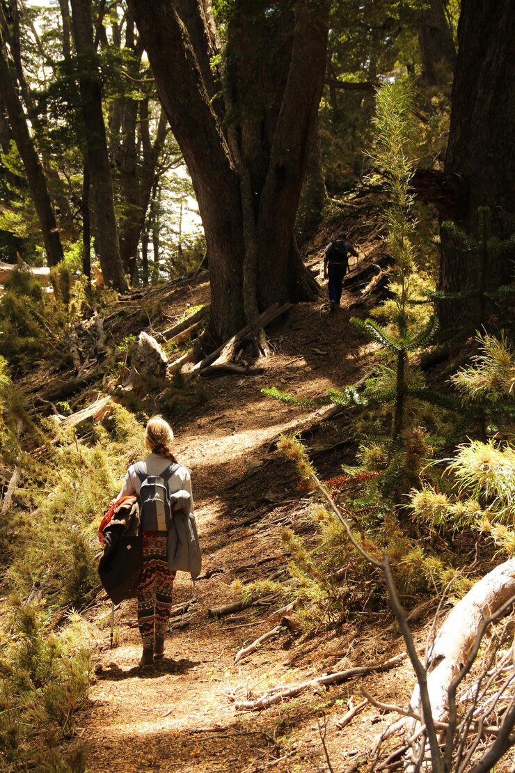 Foto vista posteriore di persone che camminano sul sentiero in foresta