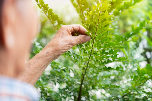 Vista posteriore di un anziano asiatico che lavora in giardino dopo essere andato in pensione Focalizzazione selettiva sulla mano