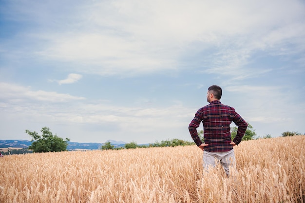 Vista posteriore di un contadino uomo adulto che guarda al suo campo di grano ed esamina il grano raccolto in piedi sotto il cielo blu del mattino con le mani sui fianchi e guardando avanti Concetto di agricoltura