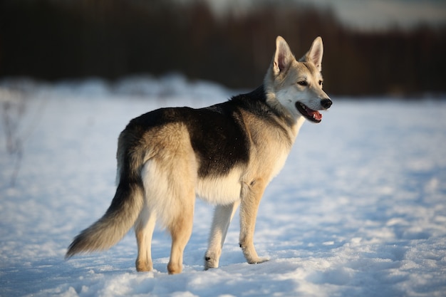 Vista posteriore di un simpatico cane di razza mista a piedi sulla neve nel parco invernale