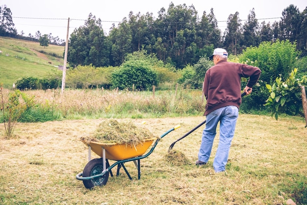 Vista posteriore di un uomo anziano che rastrella fieno con forcone e carriola su un campo