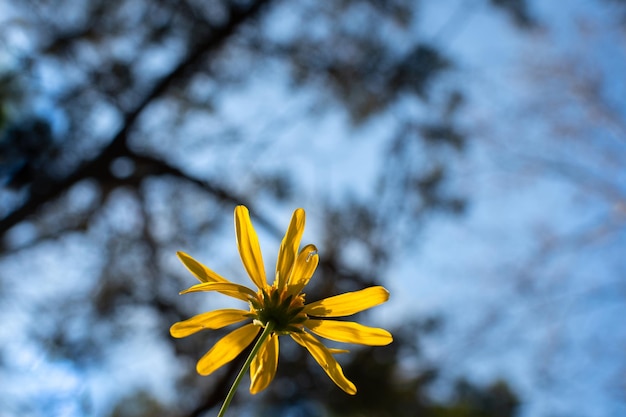 Vista posteriore di una margherita gialla di Euryops pectinatus con fogliame e cielo sullo sfondo