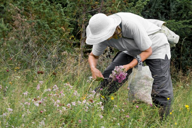 Vista posteriore di una persona che lavora sulle erbe di origano tagliate sul campo