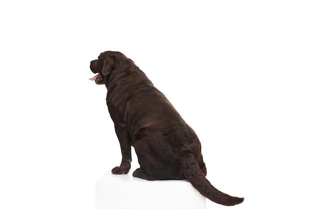 Vista posteriore Foto da studio del bellissimo cane Labrador marrone tranquillamente seduto in posa su sfondo bianco studio Concetto di animali domestici cura degli animali
