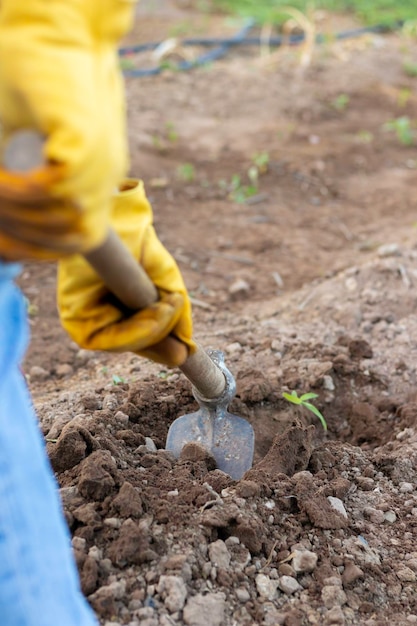 Vista posteriore irriconoscibile delle mani che tengono uno strumento di lavoro di un agricoltore e rimuovono i terreni agricoli