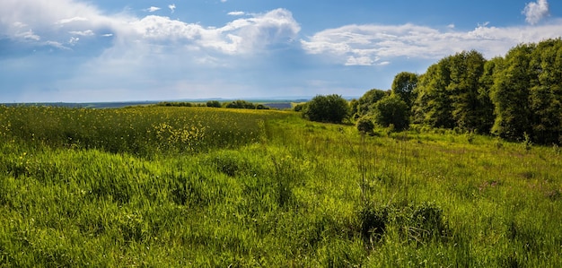 Vista primaverile con campi in fiore giallo di colza piccolo boschetto e strada sporca cielo blu con nuvole Clima naturale di bel tempo stagionale eco agricoltura concetto di bellezza della campagna