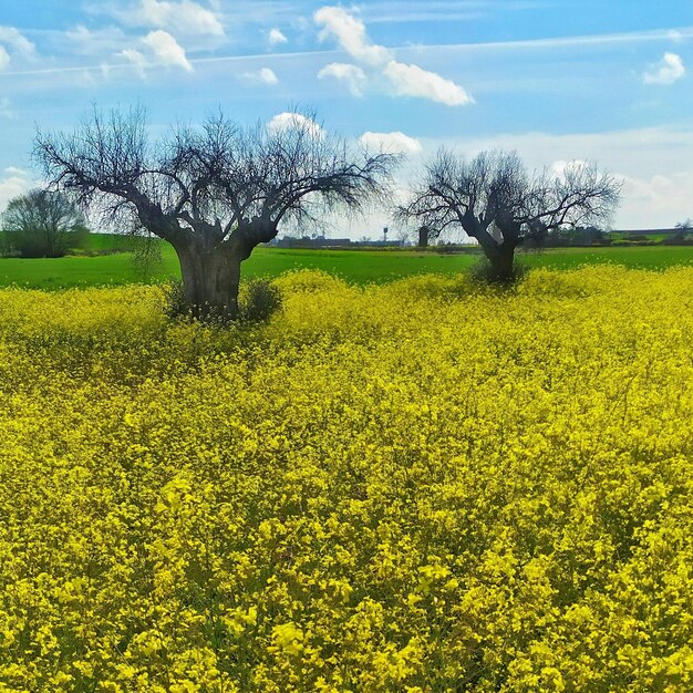 Vista primaverile di un campo di fiori gialli con due ulivi e un cielo azzurro con nuvole.