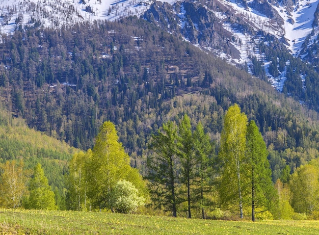 Vista primaverile, foresta sullo sfondo di un pendio di montagna