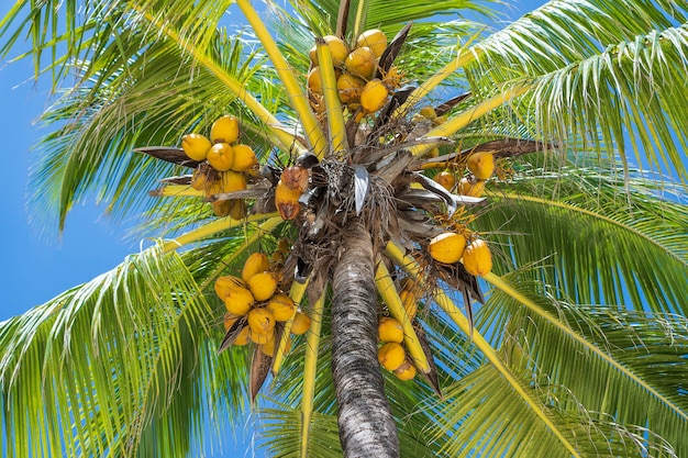 Vista prospettica della palma da cocco dal pavimento in alto sulla spiaggia dell'isola di Zanzibar Tanzania Africa orientale