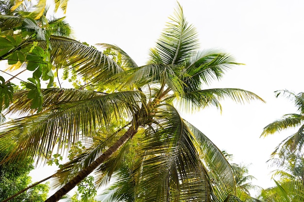 Vista prospettica della palma tropicale estiva Pianta tropicale della palma estiva