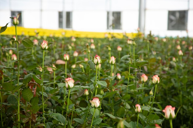 Vista prospettica della serra con rose rosse