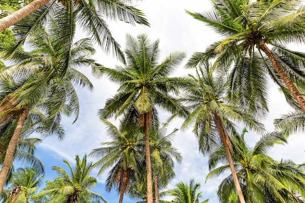 Vista prospettica delle palme da cocco