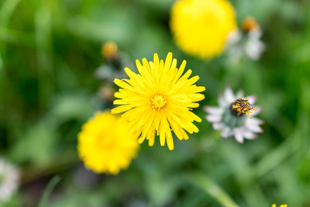 Vista ravvicinata ad alto angolo dei fiori gialli