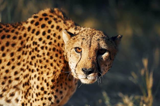 Vista ravvicinata Cheetah è all'aperto nella fauna selvatica