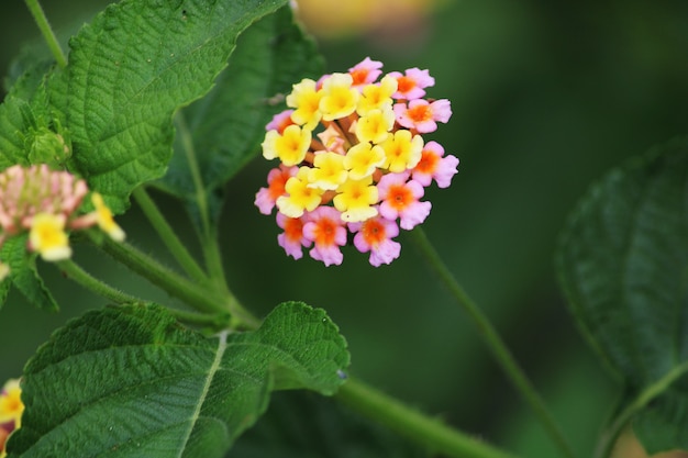 Vista ravvicinata dei fiori di lantana dell'India occidentale.