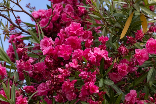 Vista ravvicinata dei fiori di oleandro (Nerium oleander).