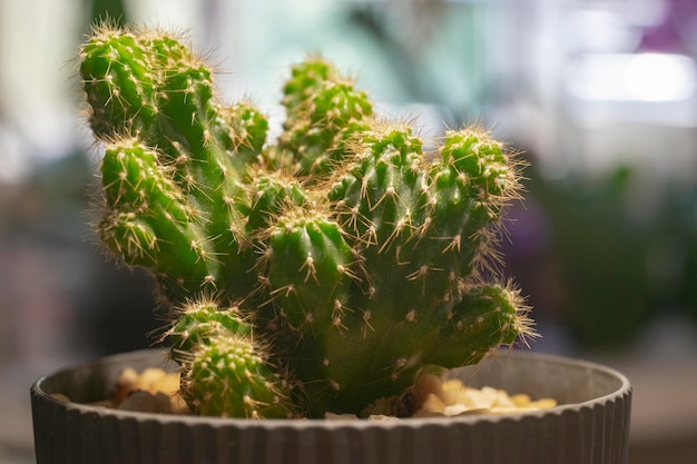 Vista ravvicinata del bellissimo cactus verde