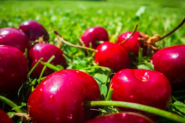 Vista ravvicinata del raccolto di ciliegie sdraiate sull'erba verde in giardino Il concetto di alimenti sani vitamine agricoltura mercato vendita di ciliege
