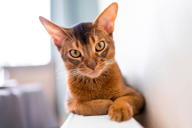 Vista ravvicinata del simpatico gatto di razza abissina foto. Gatto soffice ed elegante.