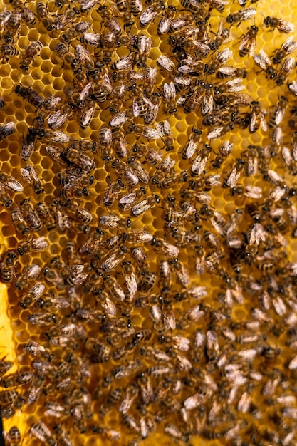 Vista ravvicinata del telaio del miele dolce Apiario delle api che produce miele sul telaio di legno