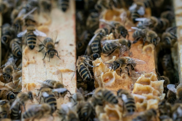 Vista ravvicinata dell'alveare aperto che mostra i telai popolati da api mellifere a nido d'ape