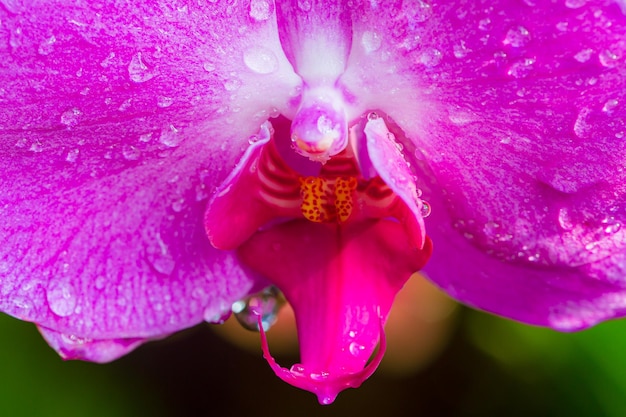 Vista ravvicinata dell'orchidea viola con gocce d'acqua