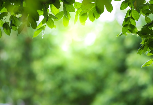 Vista ravvicinata della foglia verde sul verde sfondo sfocato e luce solare in giardino utilizzando per pianta verde naturale