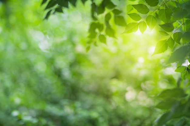 Vista ravvicinata della foglia verde sulla vegetazione offuscata e la luce del sole in giardino utilizzando per pianta verde naturale