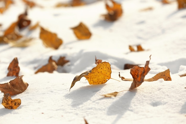 Vista ravvicinata della neve e delle foglie cadute
