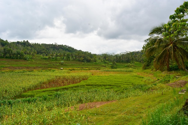 Vista ravvicinata della pianta di riso del gruppo Oryza sativa nella risaia Indonesia Nessun popolo