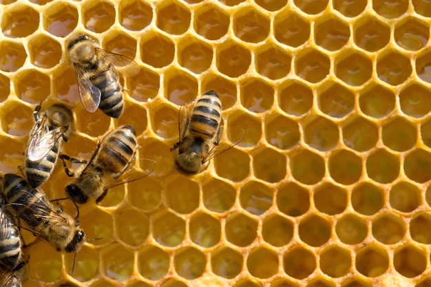 Vista ravvicinata delle api che lavorano su honeycells
